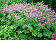 Герань садові види з фото, правила вирощування та догляду, способи розмноження (види) Герань садові види з фото, правила вирощування та догляду, способи розмноження