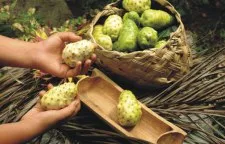 Фрукт Ноні користь, шкода і опис з фото (фрукт) Фрукт Ноні користь, шкода і опис з фото