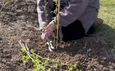 Гібіскус жовтіє і опадає листя (жовтіють) Гібіскус жовтіє і опадає листя