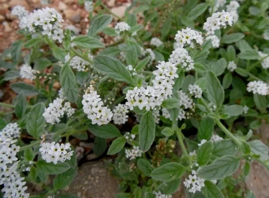 Геліотроп вирощування, фото оригінального квітки, ls (як правильно вирощувати геліотроп?) Геліотроп вирощування, фото оригінального квітки, ls