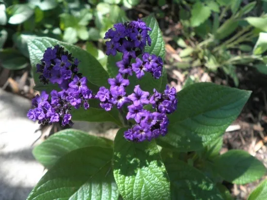 Геліотроп вирощування, фото оригінального квітки, ls (бриз »дуже любить) Геліотроп вирощування, фото оригінального квітки, ls