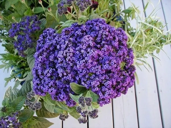 Геліотроп вирощування, фото оригінального квітки, ls (дачну ділянку) Геліотроп вирощування, фото оригінального квітки, ls