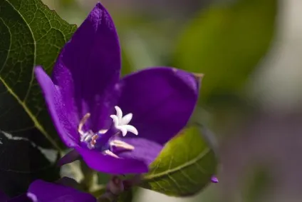 Платикодон фото і види, способи посадки і догляду (платикодон) Платикодон фото і види, способи посадки і догляду