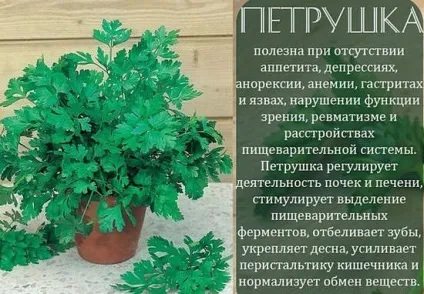 Петрушка корисні властивості і протипоказання, застосування (петрушка) Петрушка корисні властивості і протипоказання, застосування