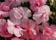 Бальзамін вирощування, догляд, розмноження насінням і живцюванням (догляд) Бальзамін вирощування, догляд, розмноження насінням і живцюванням