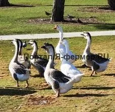 Безкоштовні корми для домашніх птахів на зиму (корми) Безкоштовні корми для домашніх птахів на зиму