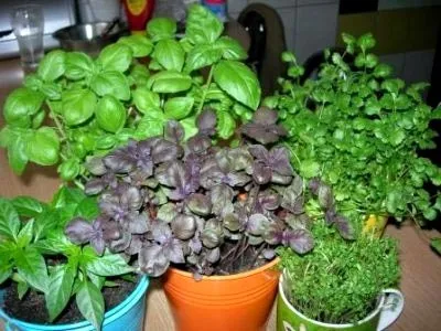 Базилік посадка і догляд у відкритому грунті корисні властивості (базилік) Базилік посадка і догляд у відкритому грунті корисні властивості