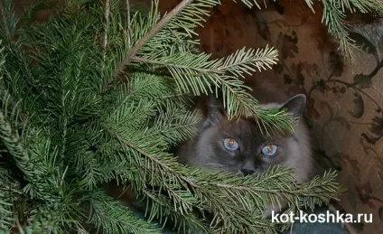 Балинезийская кішка все про балінеза, опис, догляд за кішкою (балінеза) Балинезийская кішка все про балінеза, опис, догляд за кішкою