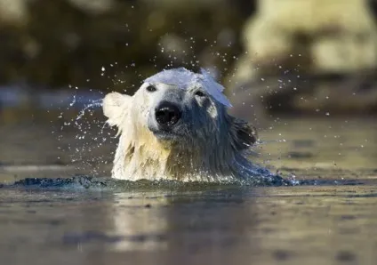 Білих ведмедів можна врятувати це цікаво! (Врятувати) Білих ведмедів можна врятувати це цікаво!