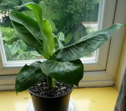 Банан - догляд в домашніх умовах (сад: дерева і чагарники) Банан - догляд в домашніх умовах