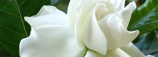 Гортензія Жасминова догляд в домашніх умовах (гортензія) Гортензія Жасминова догляд в домашніх умовах