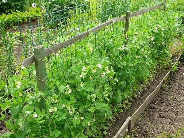Горох посадка, догляд за горохом, боротьба з шкідниками (днів після посіву) Горох посадка, догляд за горохом, боротьба з шкідниками