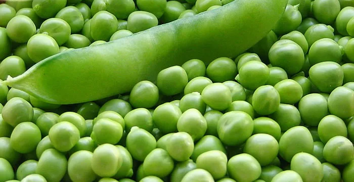 Горох - рослина на фото і його сорти з описами - лущений солодкий і зелений посівної горох (фото) Горох - рослина на фото і його сорти з описами - лущений солодкий і зелений посівної горох