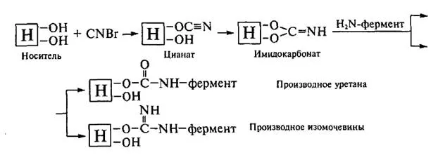 іммобілізовані ферменти