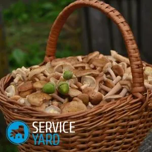 Як чистити гливи, serviceyard-затишок вашого будинку в ваших руках (вешенки) Як чистити гливи, serviceyard-затишок вашого будинку в ваших руках