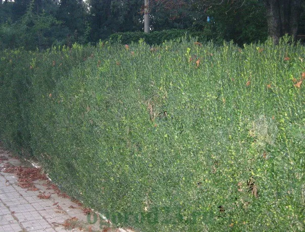 Які бувають паркани, фото (паркани) Які бувають паркани, фото