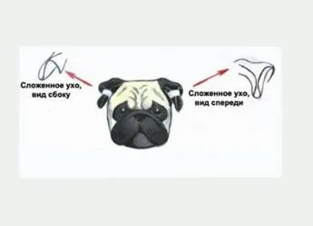 Як клеїти вуха мопсові