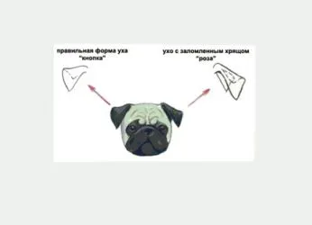 Як клеїти вуха мопсові