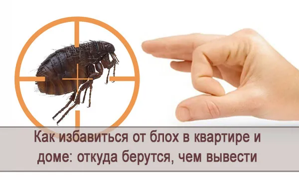 Як позбутися від бліх у квартирі та будинку звідки беруться, ніж вивести