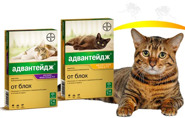 Як позбутися від бліх у квартирі та будинку звідки беруться, ніж вивести
