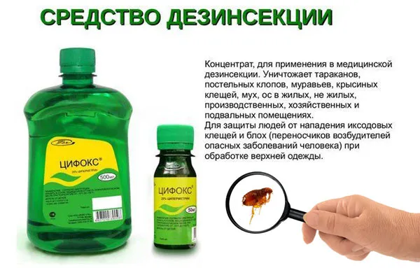 Як позбутися від бліх у квартирі та будинку звідки беруться, ніж вивести