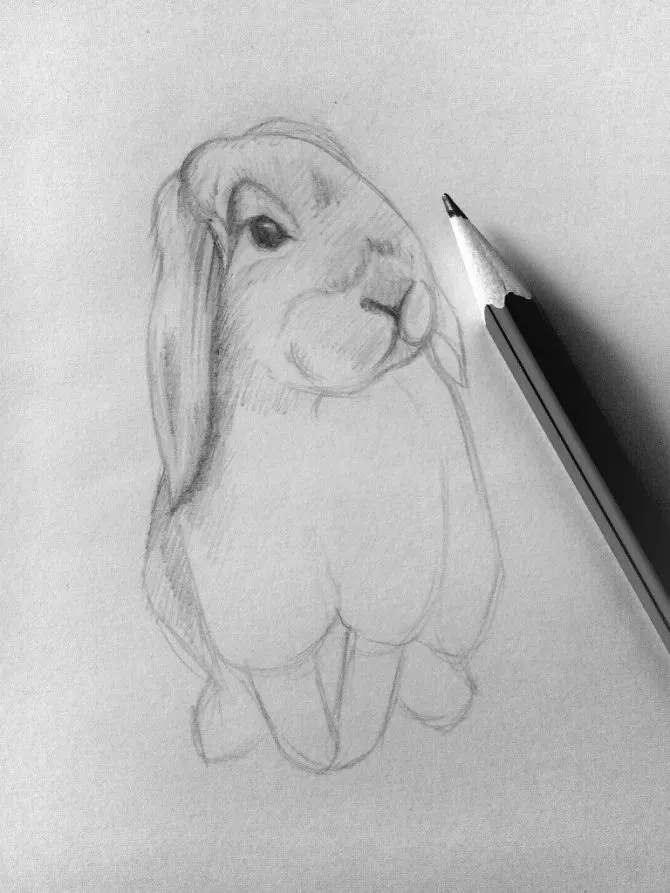Як намалювати кролика олівцем, лінтеум (олівцем) Як намалювати кролика олівцем, лінтеум