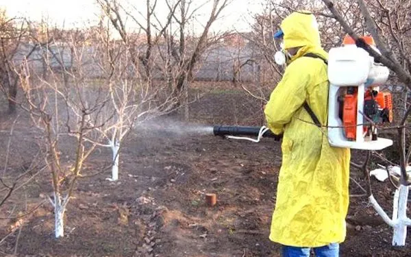 Як обприскувати персики восени інструкція та розчини