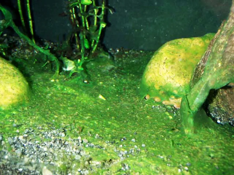Як перемогти водорості в акваріумі (Боротьба цими водоростями) Як перемогти водорості в акваріумі