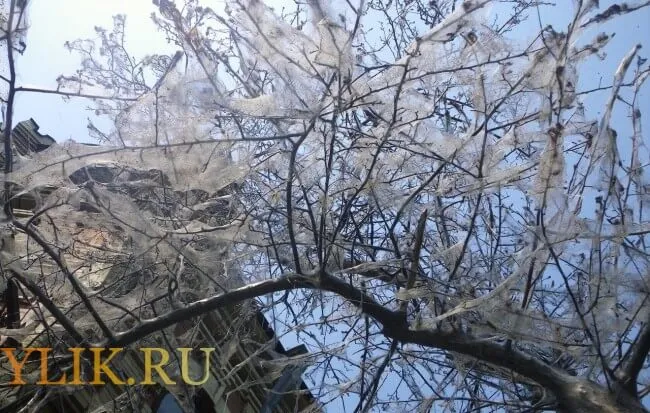 Як правильно боротися з павутиною на яблунях рекомендації, фото і відео (павутиною) Як правильно боротися з павутиною на яблунях рекомендації, фото і відео