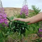 Як приймати лляне масло при запорах - 3 супер рецепта (лляне) Як приймати лляне масло при запорах - 3 супер рецепта