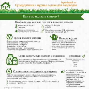 Як садити капусту у відкритий грунт (вирощування капустяної розсади) Як садити капусту у відкритий грунт