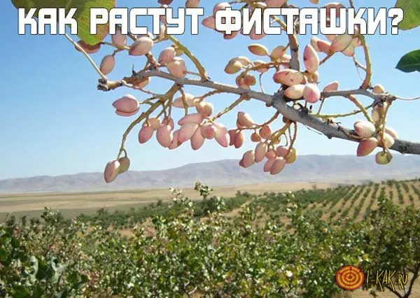 Як ростуть фісташки фото фісташок дерев (ростуть) Як ростуть фісташки фото фісташок дерев