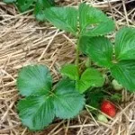 Як зробити теплі грядки своїми руками в теплиці або на городі, питання і відповіді (руками) Як зробити теплі грядки своїми руками в теплиці або на городі, питання і відповіді