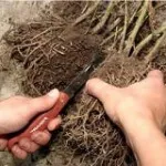 Як зробити теплі грядки своїми руками в теплиці або на городі, питання і відповіді (руками) Як зробити теплі грядки своїми руками в теплиці або на городі, питання і відповіді