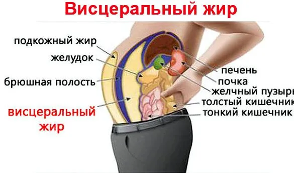 Як спалити вісцеральний жир на животі () Як спалити вісцеральний жир на животі