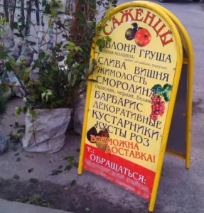 Як вибрати саджанці плодових дерев (саджанці) Як вибрати саджанці плодових дерев