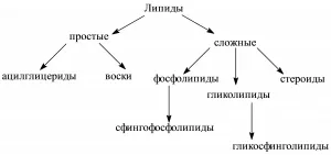 Яку в клітці ліпіди виконують функцію поняття і опис (клітці) Яку в клітці ліпіди виконують функцію поняття і опис