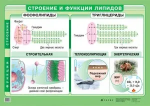 Яку в клітці ліпіди виконують функцію поняття і опис (жири) Яку в клітці ліпіди виконують функцію поняття і опис