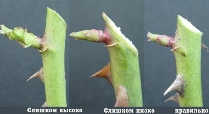 Як доглядати за трояндами