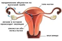 Болить яєчник після овуляції причини, симптоми (причини) Болить яєчник після овуляції причини, симптоми