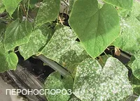 Хвороби огірків пероноспороз, антракноз, борошниста роса, кладоспоріоз, звичайна і крапчаста