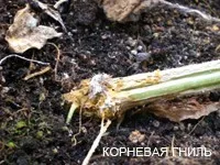 Хвороби огірків пероноспороз, антракноз, борошниста роса, кладоспоріоз, звичайна і крапчаста