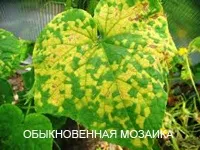 Хвороби огірків пероноспороз, антракноз, борошниста роса, кладоспоріоз, звичайна і крапчаста