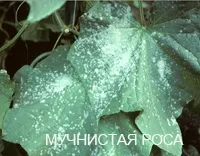 Хвороби огірків пероноспороз, антракноз, борошниста роса, кладоспоріоз, звичайна і крапчаста