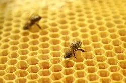 Бізнес на селі з нуля можливі варіанти (селі) Бізнес на селі з нуля можливі варіанти