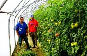 Бізнес на селі з нуля можливі варіанти (селі) Бізнес на селі з нуля можливі варіанти