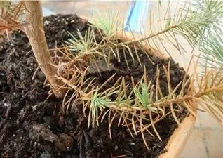 Хвороби ялини - поради від greensad (greensad) Хвороби ялини - поради від greensad