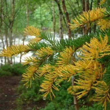 Хвороби ялини - поради від greensad (хвороби) Хвороби ялини - поради від greensad