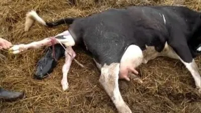 Хвороби корів симптоми післяпологового парезу, сльозяться очі і лікування