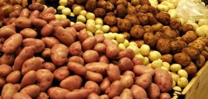 Хвороби картоплі - докладні описи, як боротися, профілактика (хвороби) Хвороби картоплі - докладні описи, як боротися, профілактика